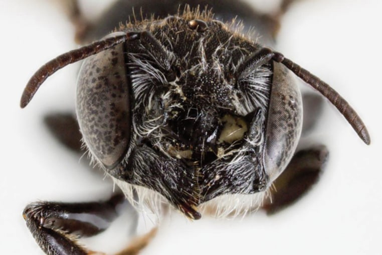 Megachile lucifer sp. nov. female, top: head, frontal view and bottom: dorsal view