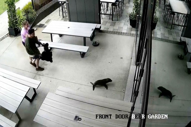 Security footage of a seal entering a bar