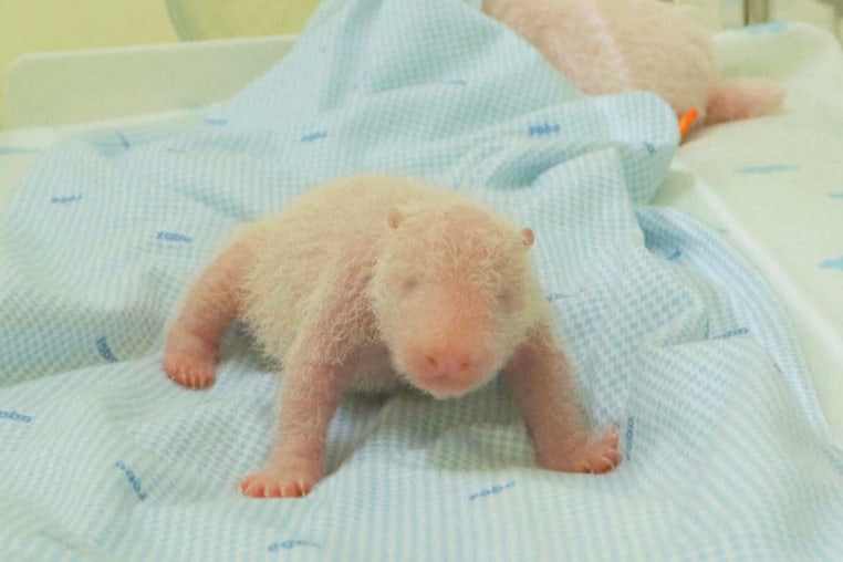 In this undated photo released by Taman Safari Indonesia or Indonesia Safari Park on Sunday, Dec. 7, 2025, a newly born giant panda cub named Satrio Wiratama is seen inside an incubator in Cisarua, West Java, Indonesia, (Taman Safari Indonesia via AP)

