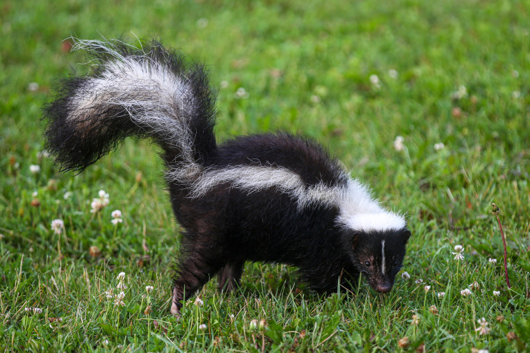 Skunk.