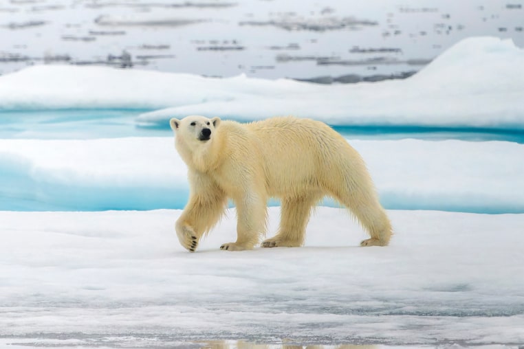 A polar bear walking on pack ice in Svalbard