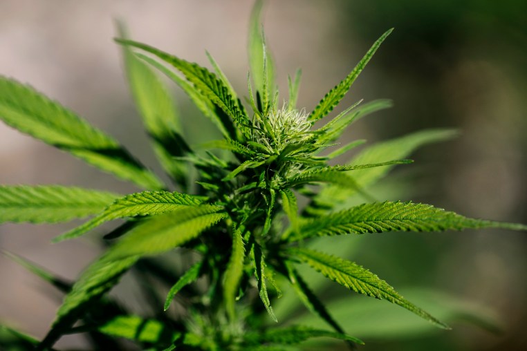 Trump Administration Considers Reclassifying Marijuana As A Less Dangerous Drug