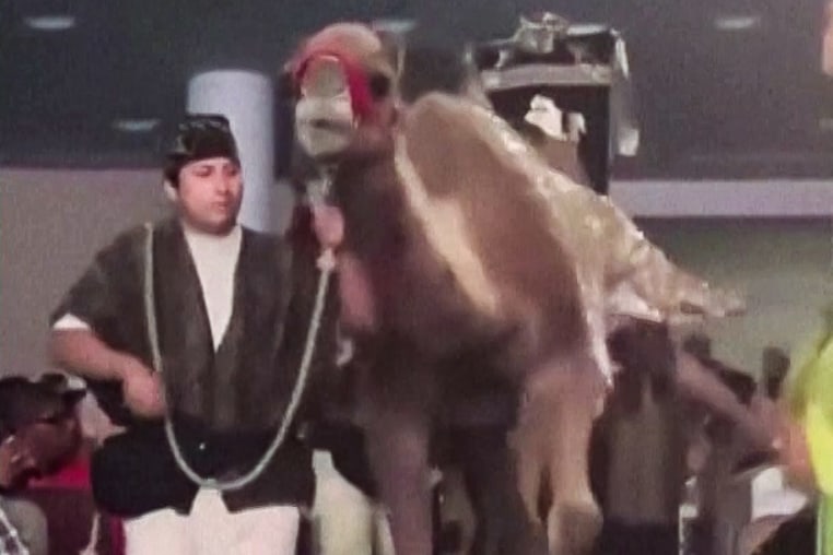 A woman was injured after being kicked by a camel during a Christmas performance at a Texas church.