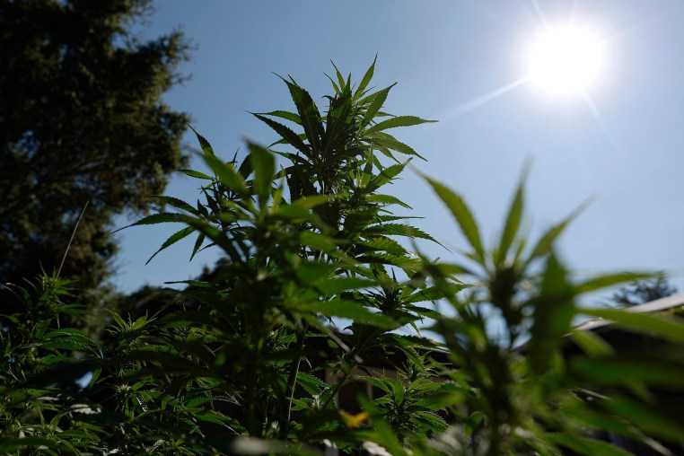 Trump Administration Considers Reclassifying Marijuana As A Less Dangerous Drug