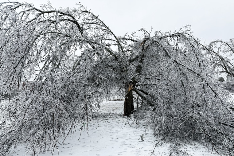 Falling tree branches in Goodlettsville, TN on January 25, 2026.