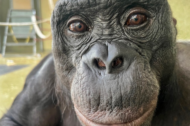 Kanzi, a 43-year-old bonobo living at Ape Initiative.
