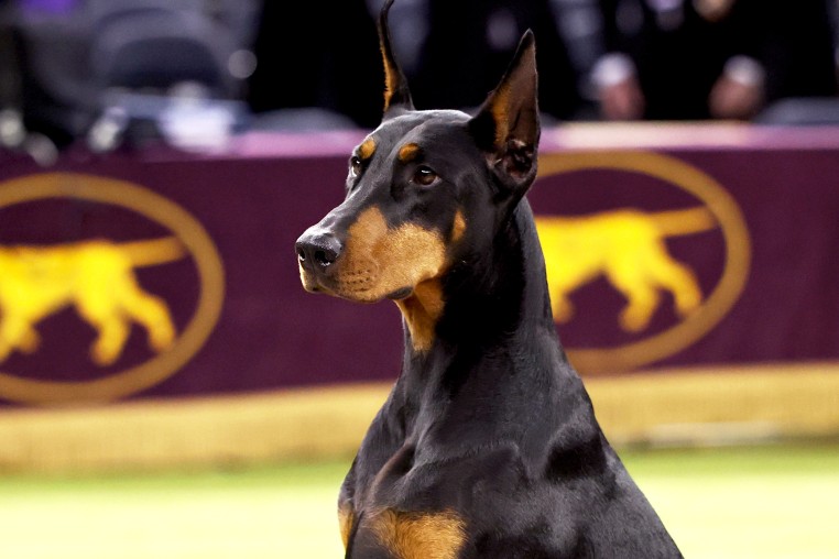 150th Westminster Kennel Club Dog Show – Junior Showmanship, Group Judging (Sporting, Working, Terrier) + Best In Show