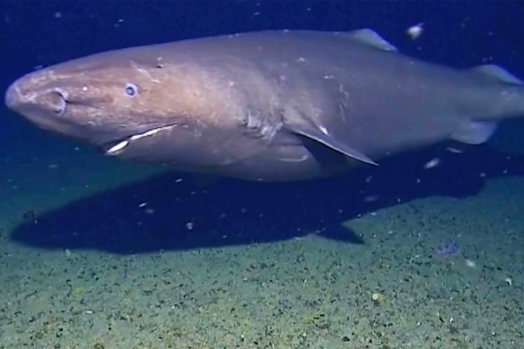 Surprise shark caught on camera for first time in Antarctica’s near-freezing deep.