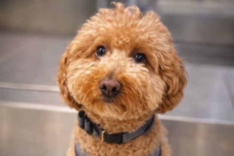 A golden doodle dog wearing a harness