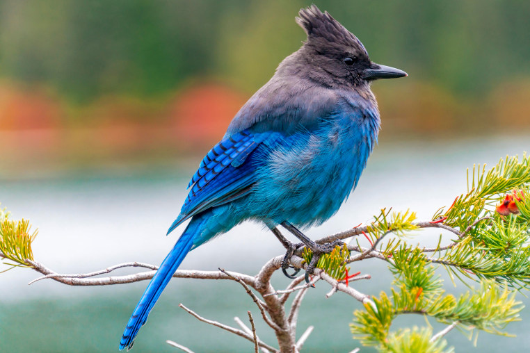 Steller's jay blue bird sitting on a branch at Mount Rainier National Park, Washington.