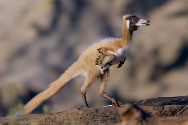 Alnashetri cerropoliciensis, a Cretaceous Period dinosaur that lived about 95 million years ago in Patagonia