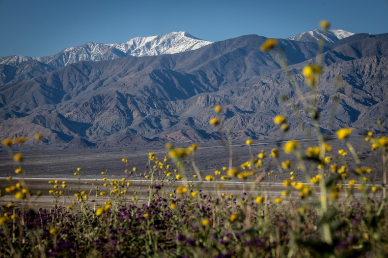 Superbloom in Death Valley