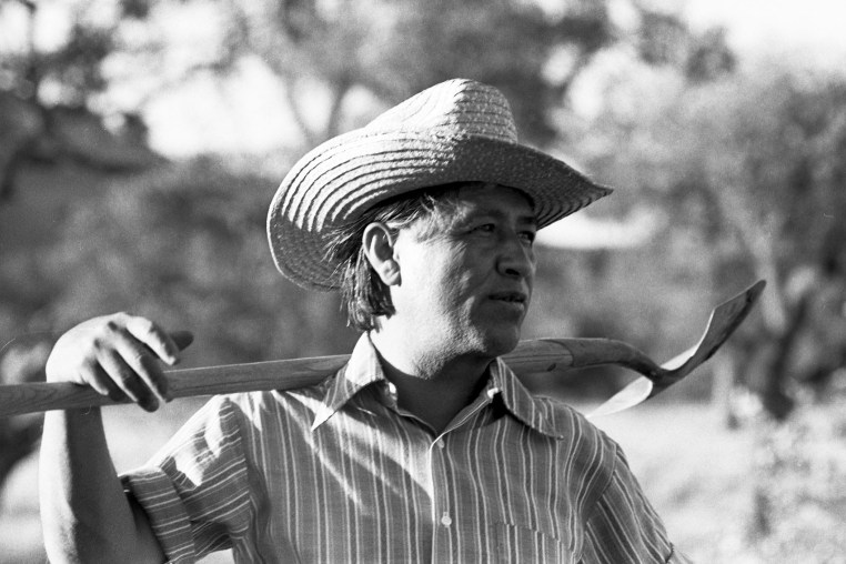 Cesar Chavez works in a community garden in La Paz, Calif., in 1975. 