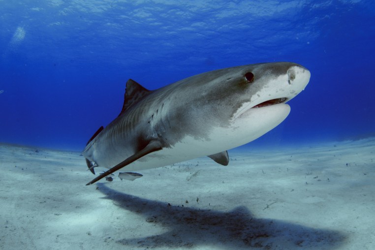 A Tiger shark underwater in the ocean