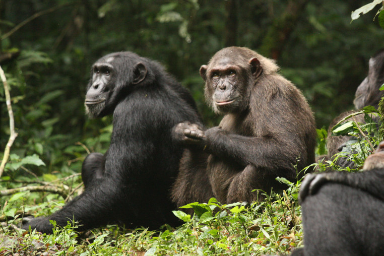 Ngogo chimpanzees.