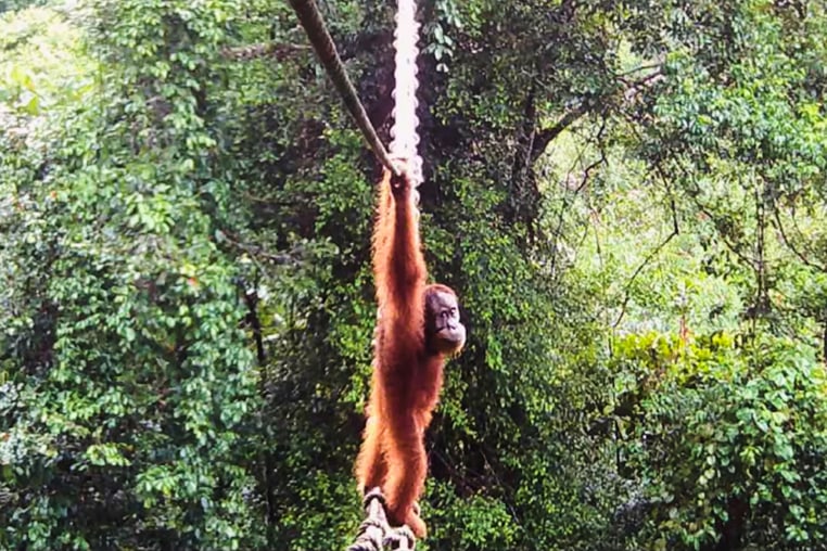 Indonesia Orangutans