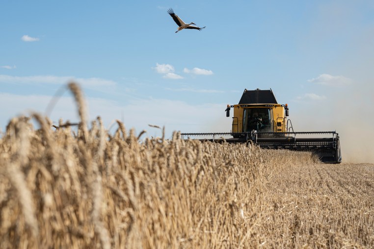 Ukrainian Farmers Harvest New Wheat Crops Whilst War Blocks Exports