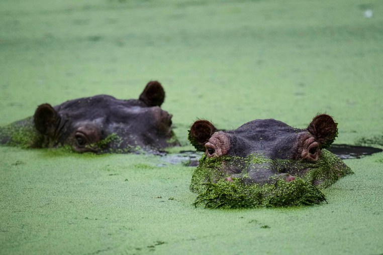 APTOPIX Colombia Hippos