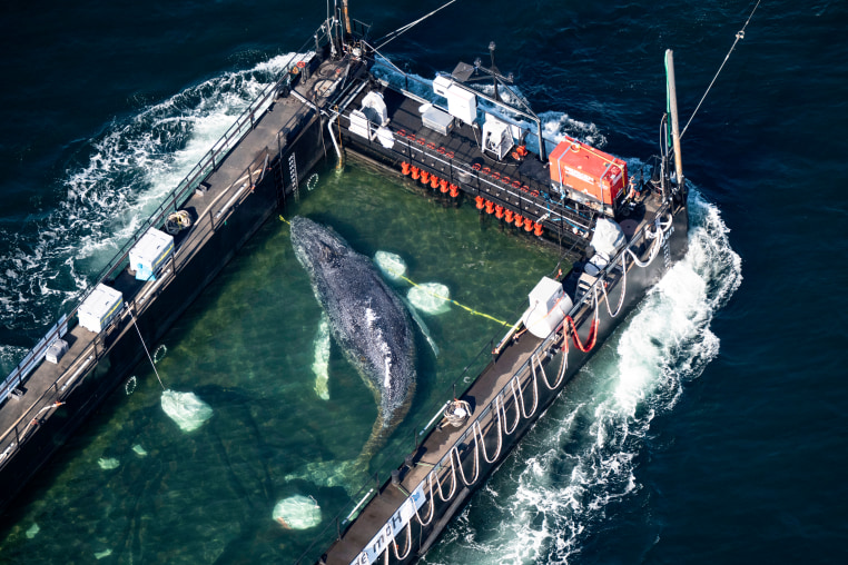 The humpback whale recovered from a shallow bay off Wismar is being transported towards the North Sea in a flooded cargo ship just before the Danish border in Fehmarn, Germany on April 29.