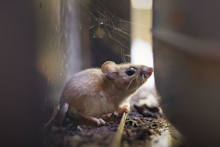 A deer mouse.