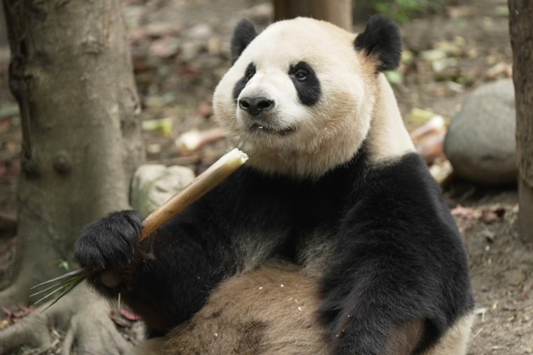 Ping Ping in Chengdu, China in May 2026.