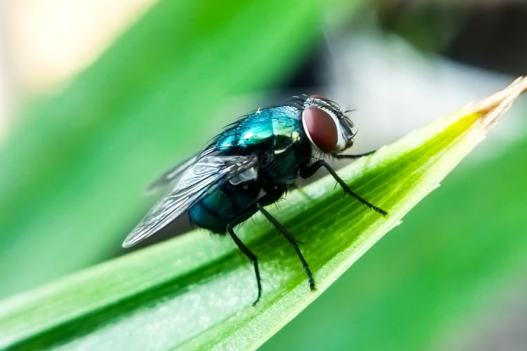 Cochliomyia hominivorax, the New World screw worm fly, or screw-worm for short, is a species of parasitic fly.