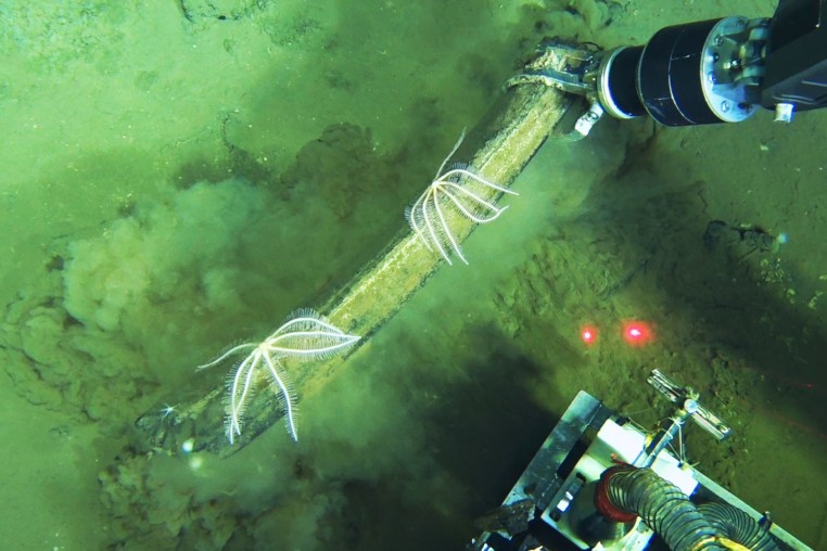 Science Whale Graveyard