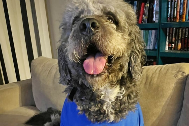 Jameson, a dog, wearing a New York Knicks shirt.
