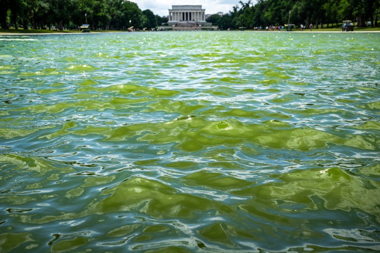 Lincoln Memorial Reflecting Pool.