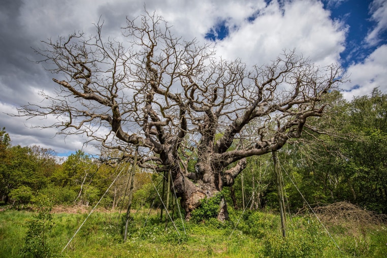Major Oak in Sherwood Forest has died