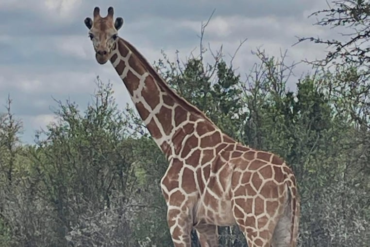 The Cedar Hollow Ranch is missing a Giraffe named "Gracie". She has rounded ears. Last seen on a game camera west of Leakey. The owner is offering a $5,000 reward for information leading to the capture and safe return of Gracie the Giraffe. Contact Vick Jones at 830-279-5822 or contact the Real County Sheriff's Office at 830-232-5201.
