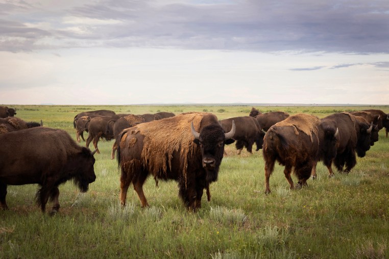 Bison at the Buffalo Child Ranch on the Rocky Boy's Reservation in north-central Montana on June 25.