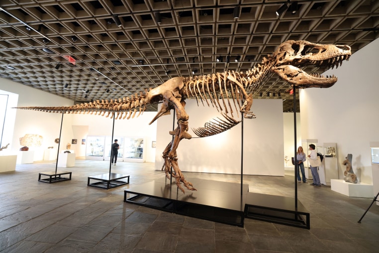 "Gus," a mounted Tyrannosaurus Rex skeleton