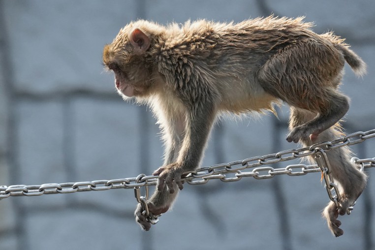 A monkey crawling on a chain stretched across an expanse at a zoo enclosure.