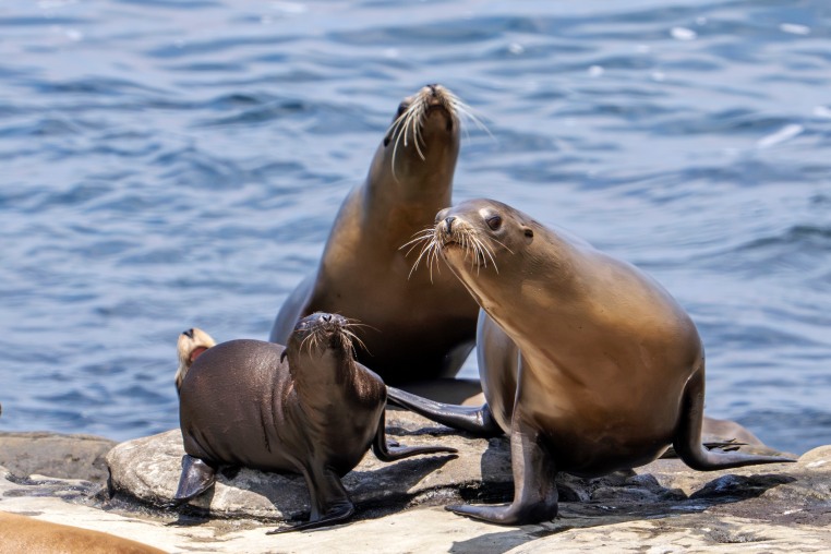 Image: Sea lions at Boomer Beach in La Jolla, California.
