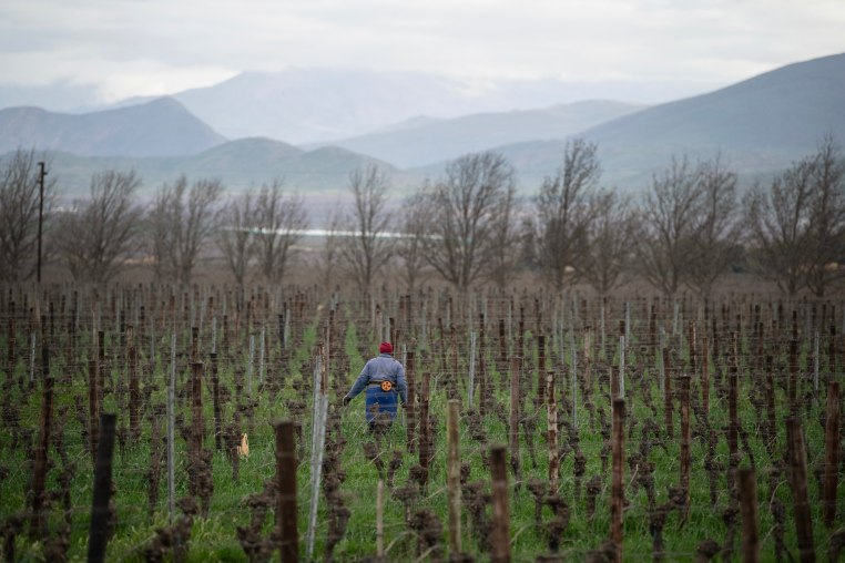 A farmworker works in the vineyards on a farm in South Africa.