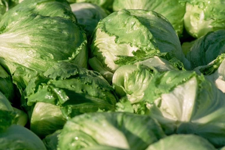 Closeup of Harvested Iceberg Lettuce Heads.