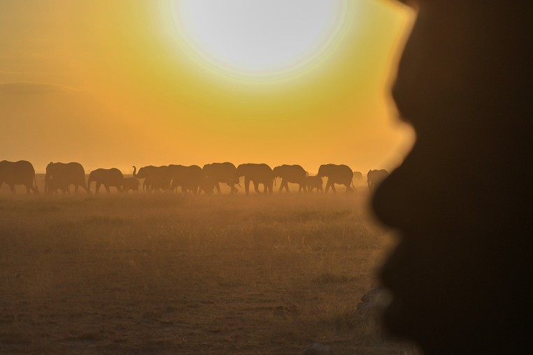 Kenya Dead Elephants