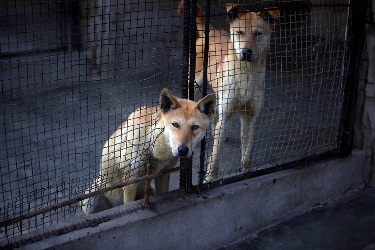 As the Korean Peninsula swelters through a heat wave, North Korean state media has touted everything from dog-meat soup to chicken broth as ways to cope, while portraying Kim Jong Un as a leader who endures harsh conditions alongside his people.