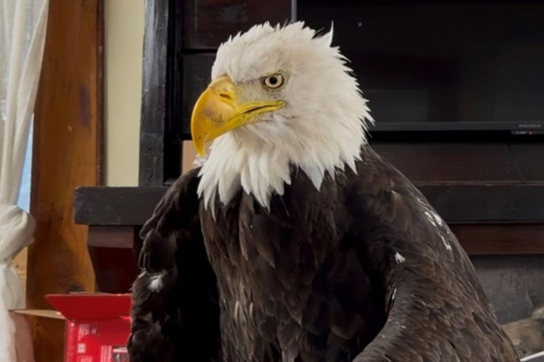 Jackie the bald eagle being examined.