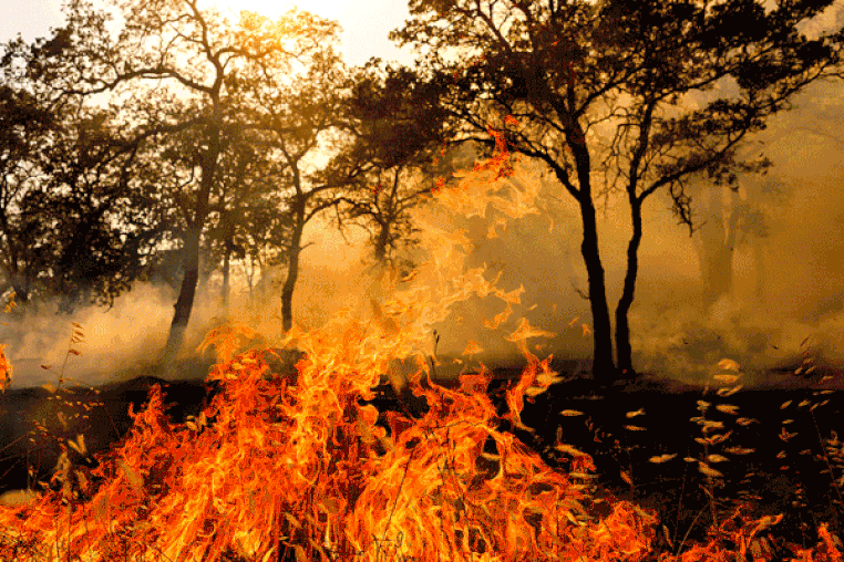 Image: A gif carousel of images showing wildfires, firefighters and fire damage