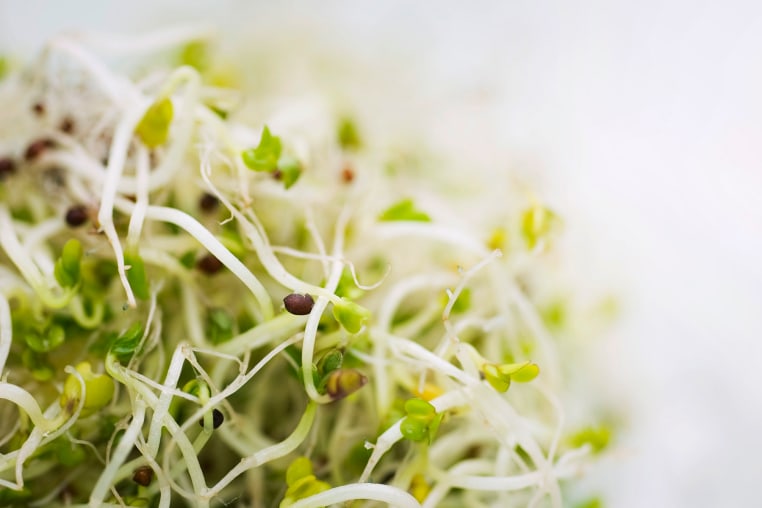 Alfalfa sprouts, close-up
