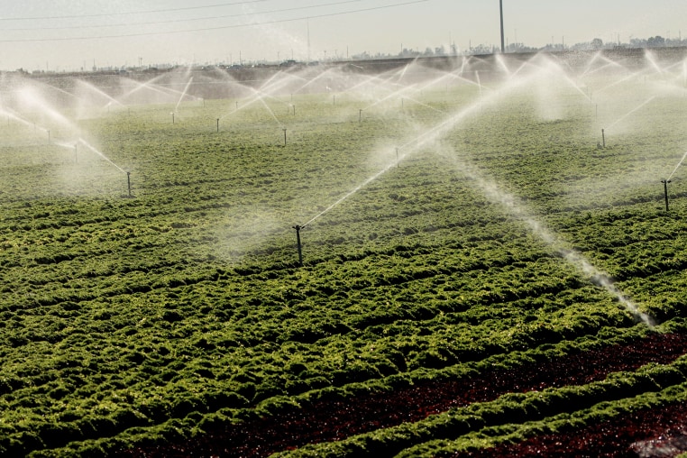 Sprinklers spraying in an agricultural field.