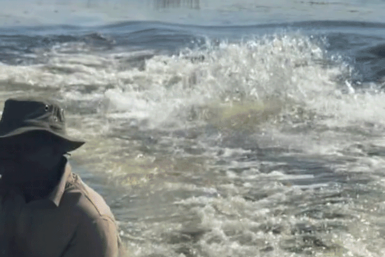 A video shows a hippopotamus jumping in the water while chasing a boat.