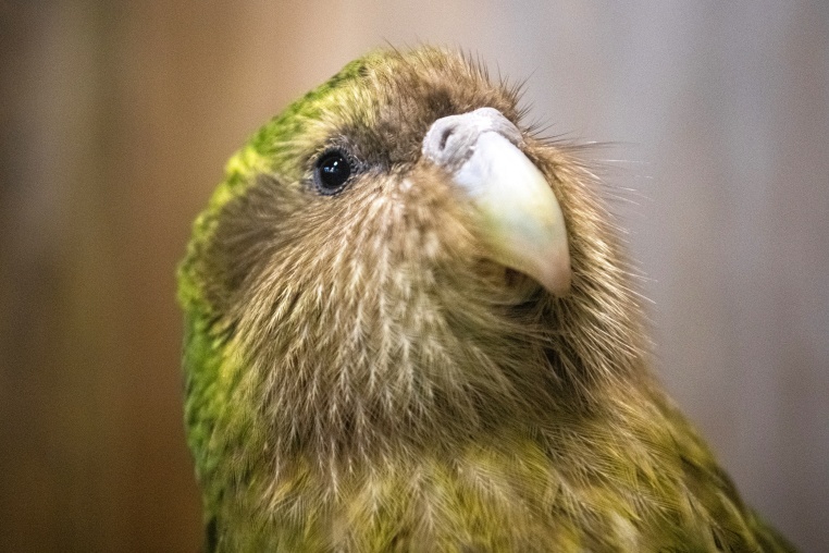 Kakapo