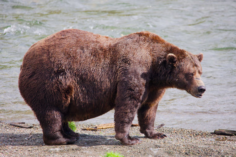 Large brown bear stands near a river.