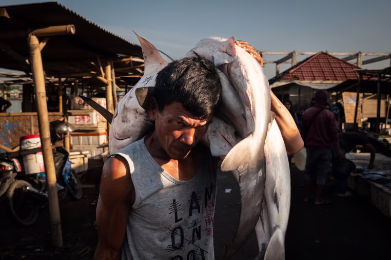 Tanjung Luar is one of the largest shark markets in Indonesia and Southeast Asia, from where shark fins are exported to other Asian markets, primarily Hong Kong and China, was bones are used in cosmetic products also sold to China. Shark meat and skins are consumed locally as an important source of protein. In recent years, facing heavy criticism because of the unregulated shark fishing industry, the Indonesian government has sought to bring in stricter controls over commercial hunting of sharks in an attempt to balance the needs of fishermen as well as the need to protect dwindling shark populations.
