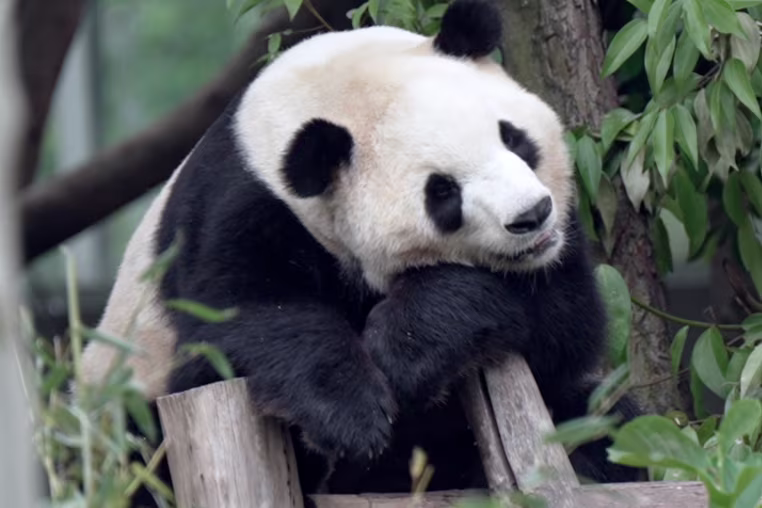 Fu Shuang in Chengdu, China in May 2026.