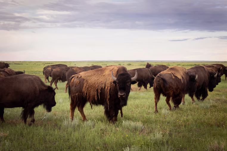 Bison at the Buffalo Child Ranch on the Rocky Boy's Reservation in north-central Montana on June 25.