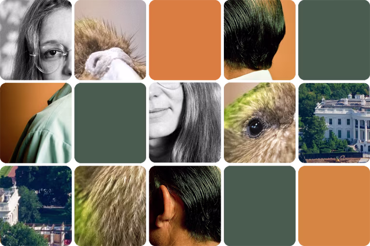 Grid of obscured images 